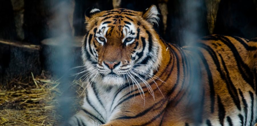 ОП “Зоопарк-Спасителен център”